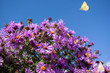 A blooming purple New England Aster plant with a yellow butterfly floating above it in the blue sky.