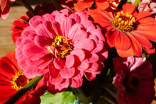 Close Up Of Bright Pink And Orange Zinnias In The Sun.