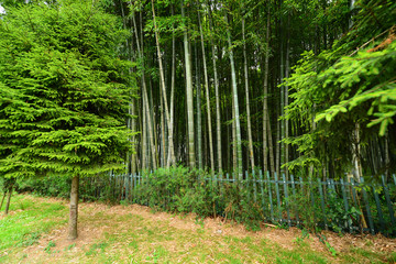  Garden with bamboo forest and beautiful bushes and plants