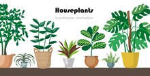 Collection Of Decorative Houseplants Isolated On White Background. Bundle Of Trendy Plants Growing In Pots Or Planters. Set Of Beautiful Natural Home Decorations. Flat Colorful Vector Illustration.
