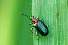 Beetle On Leaf