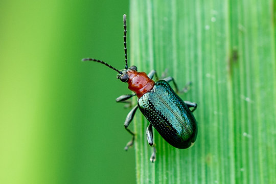 beetle on leaf