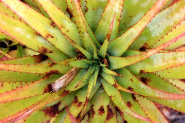 Close up portrait of big aloe plants in botanical garden