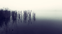 Landscape Of A Dam With Reeds In Still Water On A Foggy Morning