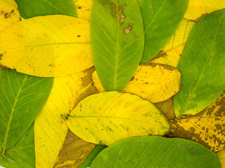 autumnal colored leafs carpet abstract texture