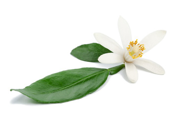 Citrus flower ingredient