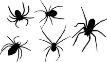 Spider Silhouette Illustration Vector