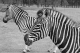 Fototapeta Konie - Zebra schwarz weiß