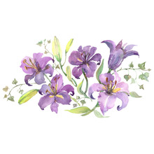 Purple Lilies Bouquet Floral Botanical Flowers. Watercolor Background Set. Isolated Bouquets Illustration Element.