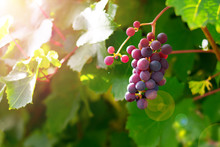 Juicy Grape Cluster Growing On A Bush In Summertime On Bright Sunlight In Vineyard. Red Wine Grapes Plant, New Harvest Of Black Wine Grape On Sunny Day