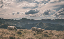 Sheep In The French Pyrenees Mountains