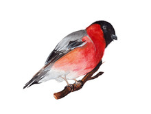 Hand Drawn Watercolor Winter Bird Bullfinch Painted In Watercolor