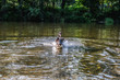 © David Pastyka - Border collie puppy, 4 months old, playing in the river. Wet dog.