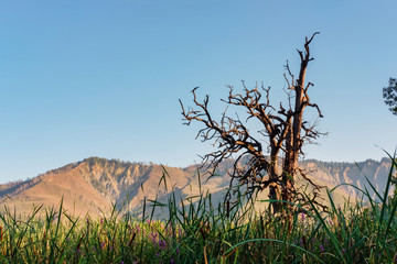 Wall Mural - Old dry tree