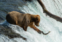 Bear Catching Salmon