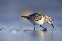 A Sanderling (Calidris Alba) Resting And Foraging During Migration On The Beach Of Usedom Germany.