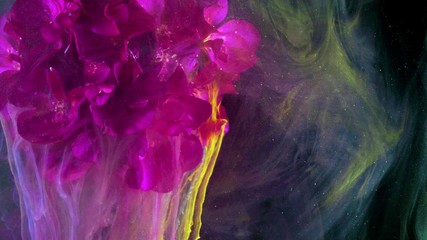 Wall Mural - Pink flower of Geranium, Pelargonium, Geraniaceae.
