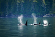 Three orcas in a row, telegraph cove at Vancouver island, British Columbia, Canada.