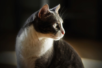 An elegant gray cat sits in the semi-darkness and, turning, looks, and his silhouette is highlighted by a bright light.