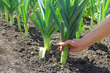 A Hand Pulling Up An Organically Grown Leek On A Vegetable Garden