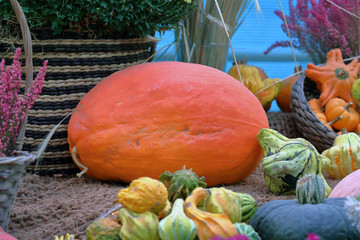 An unusual autumn pumpkin in the backyard of a farm