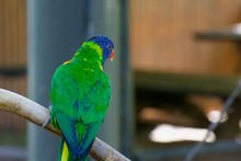 Blue Mountain Lorikeet Perched On Branch From Behind. Colorful Feathers Visible. Wings Multiple Green Shades. Green Naped Lorikeet