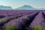Fototapeta Krajobraz - Landscape with lavender
