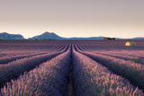 Fototapeta Krajobraz - Lavender Field in Valensole.j