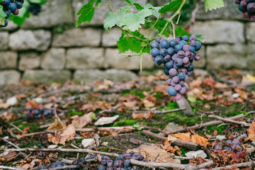 Cluster of ripe juicy red wine grapes ready to harvest hanging from vine in winery vineyard with stone wall in background and fallen autumn leaves on grassy ground