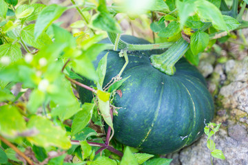 green pumpkin i vegetable garden