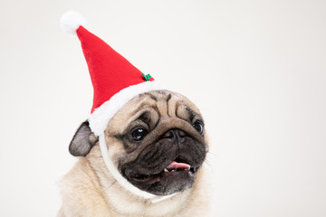 Wall Mural - Adorable Pug wearing santa hat in christmas day ready to celebrated with owner on grey background,Christmas and New year concept