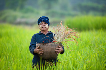 Old women wear traditional clothes, smiling happily on rice fields in Myanmar on a hot summer day.