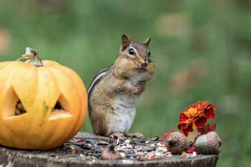 Wall Mural - Adorable Eastern Chipmunk (Tamias Striatus) gathers seeds in fall next to pumpkin