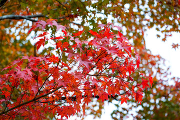 Wall Mural - colorful maple leaves full frame of branches in season change on forrest background in autumn leaves Japan