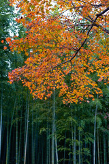 Wall Mural - Vertical colorful autumn braches in orange red yellow color on green bamboo forest background.Maple tree near bamboo grove area in Arashiyama,Kyoto,Japan.
