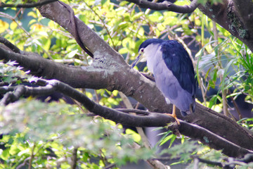 Naklejka na meble black crowned night heron