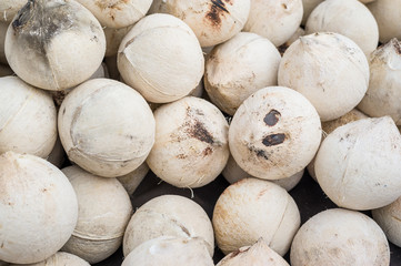 Close up of fresh coconuts as food ingredient