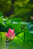 Fototapeta  - Lotus flower starting to bloom
