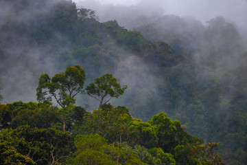 Fotoroleta natura egzotyczny kostaryka