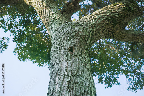 円い穴が空いている太い木の幹 Foto De Stock Adobe Stock