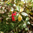 (Berberis vulgaris) Petites baies rouges pourprées d'Epine-vinette sur rameaux arqués, retombant et épineux