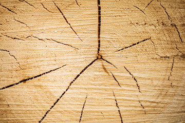 The stump of a felled trunk with annual rings. Cut tree