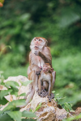 Wall Mural - Macaque family in the jungle, in Thailand.