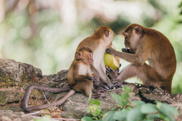 Wall Mural - Macaque family in the jungle, in Thailand.