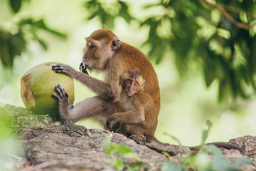 Wall Mural - Macaque family in the jungle, in Thailand.