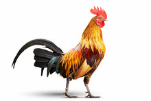 Colorful Rooster Isolated On White Background With Clipping Path