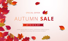 Autumn Sale Banner Layout Template Decorate With Maple And Realistic Leaves In Warm Color Tone For Shopping Sale Or Promotion Poster, Leaflet And Web Banner. Vector Illustration .