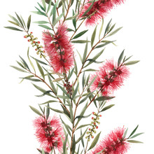 Watercolor Australian Callistemon Seamless Pattern