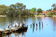© Ines Porada - Pelicans on an abandoned footbridge at the Canning river in a suburb of Perth (Shelley, Western Australia)