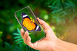 © noon@photo - Hand holding mobile phone and take a photo butterfly on blurred background with sunlight